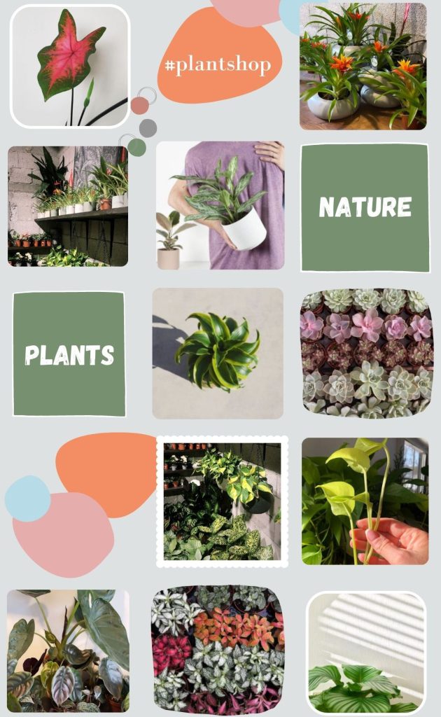 #צמחייה #עציצים